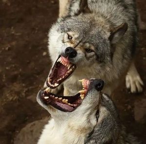 Meet your Posher, Claude